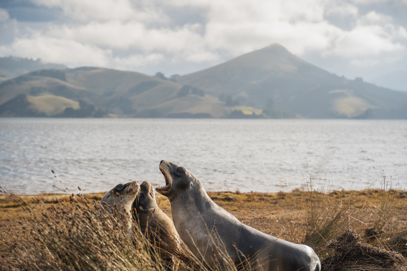 Sea Lions Dunedin NZ 381880 Wildlife Sealionshoopersinlet 001 Dunedinnz