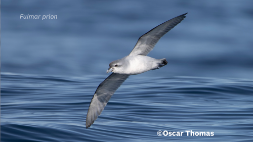 Fulmar Prion Otago Oscar Thomas