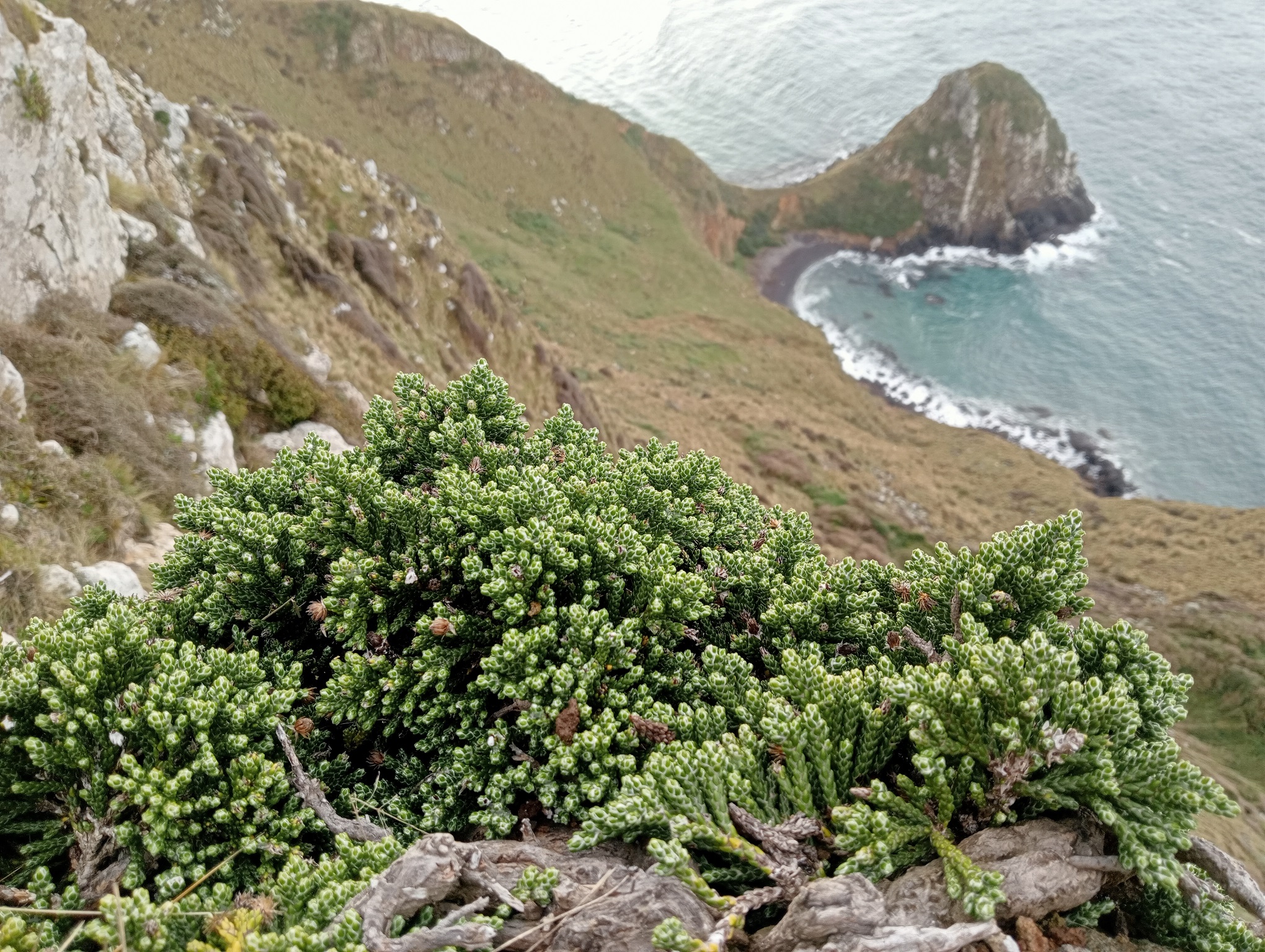 Helichrysum Simpsonii Subsp. Tumidum. Photo John Barkla