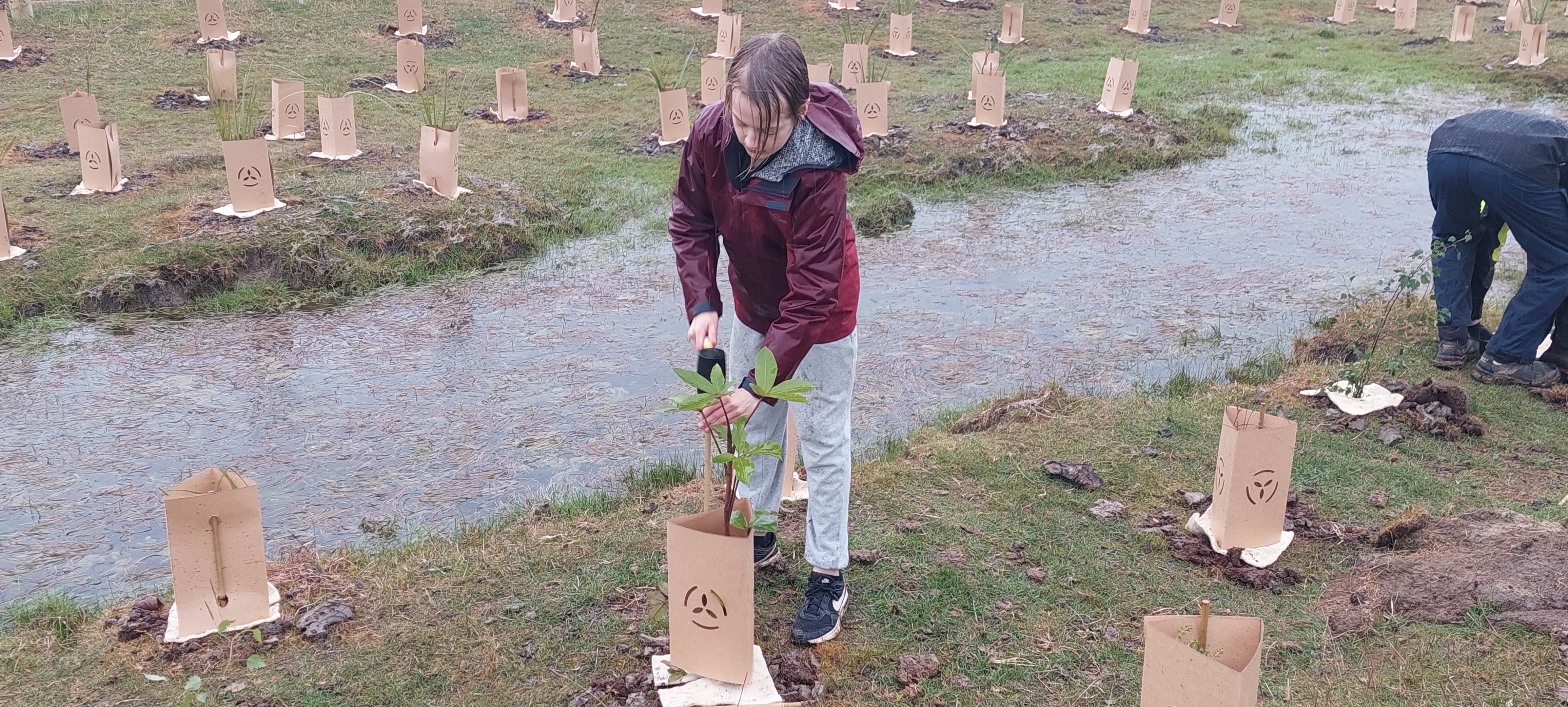 Staking Trees Toitū Te Hakapupu Planting Day Aug 2024