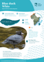 Blue Duck Whio Thumbnail