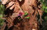 Kotukutuku (Fuchsia Excorticata) Endemic Wanaka Adobestock 395836202