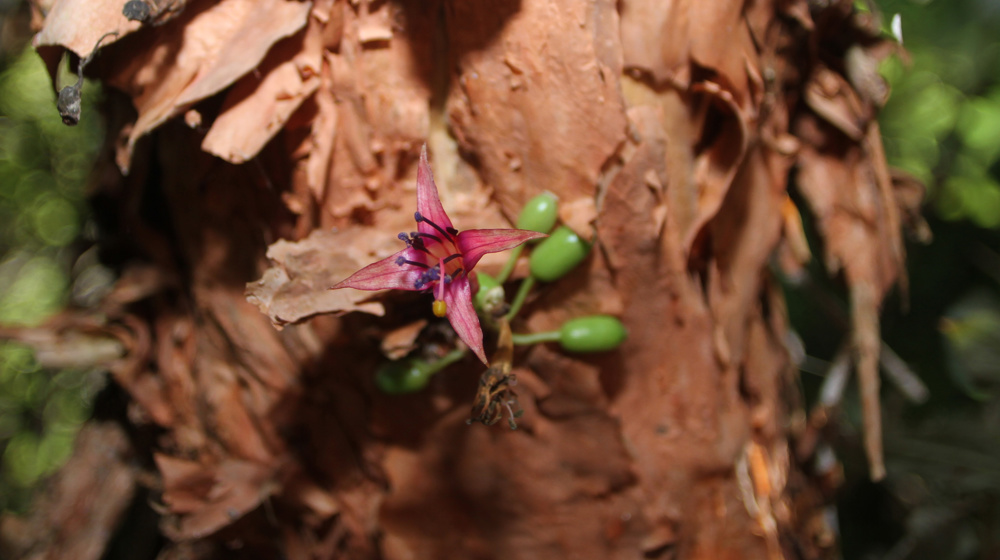 Kotukutuku (Fuchsia Excorticata) Endemic Wanaka Adobestock 395836202