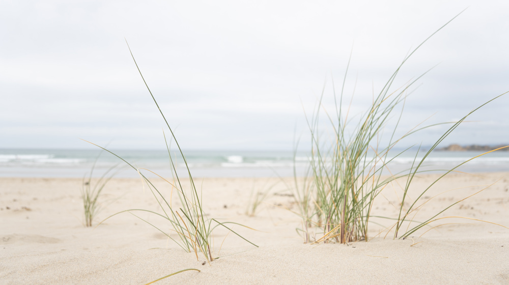 Waikouaiti Beach Pingao Sand Sedge Ficinia Spiralis Pīngao, Pīkao Golden Sand Sedge Adobestock 805883972