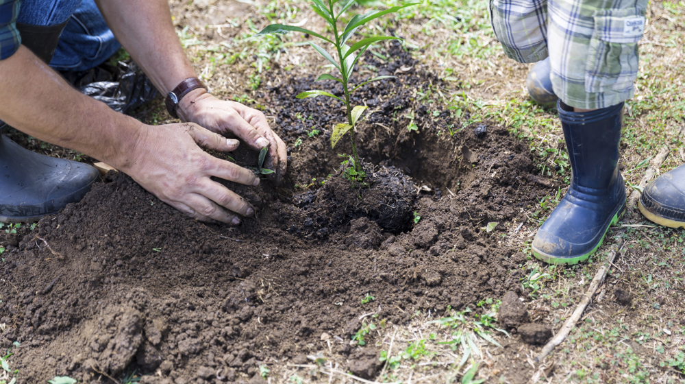 Istock 000029488358 New Tree Planting