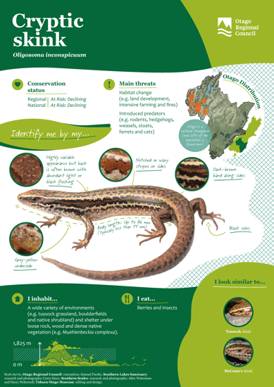 ORC Cryptic Skink A4 2024 (1)