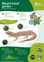Orc Short Toed Gecko A4 2024