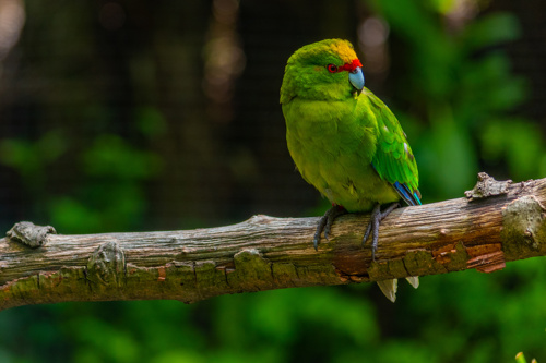 Yellow Crowned Parakeet Cyanoramphus Auriceps Kākāriki Bird Adobestock 355579680