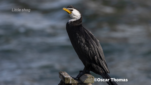 Little Shag Oscar Thomas