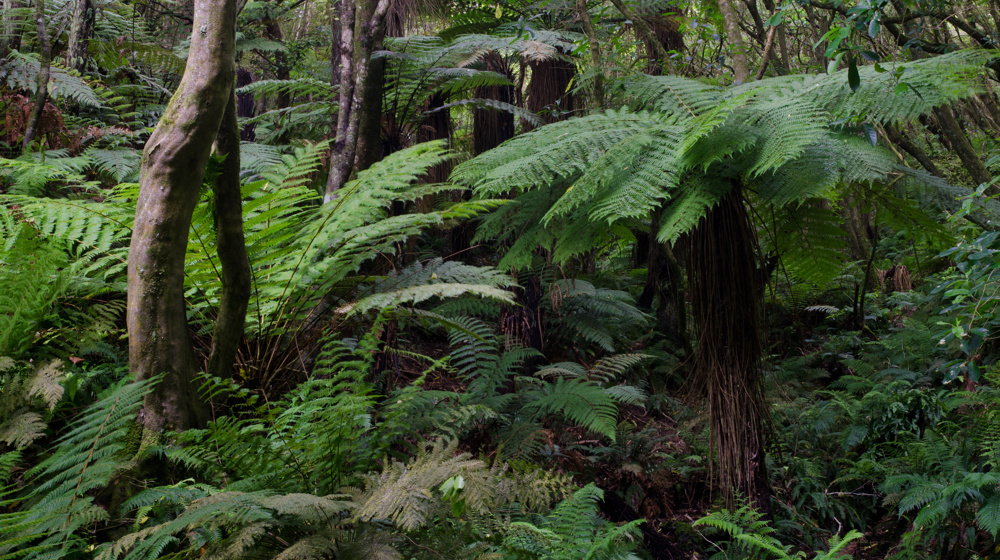 Rainforest With Golden Tree Fern Dicksonia Fibrosa Taieri River Scenic Reserve Adobestock 410189096