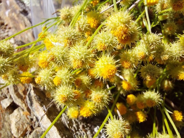 Bur Daisy Calotis Lappulacea 3