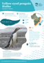 Yellow Eyed Penguin Hoiho Thumbnail