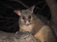 Common Brush Tailed Possum Adobestock 179701139