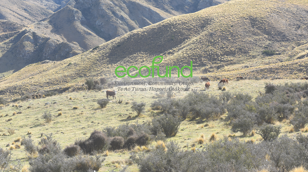 Eco Fund Background Mount Obi Landing Site Cow Adobestock 935943609 Logo
