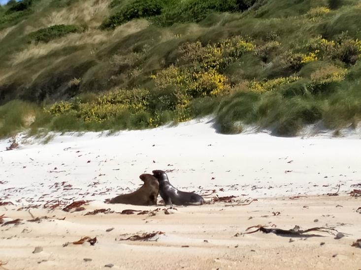 Photo 106348632 New Zealand Sea Lion Pakake (Phocarctos Hookeri). Photo. John Barkla. Inaturalist (CC BY 4.0). Ome Rights Reserved (CC BY), Uploaded By John Barkla