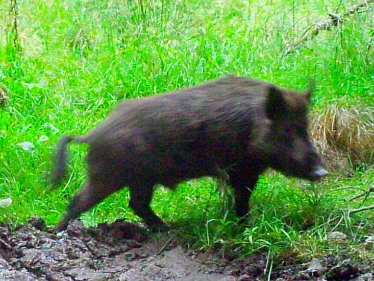 Feral Pig ORC Trail Cam 2025