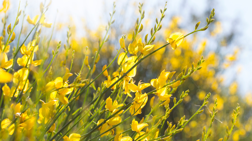Broom Adobestock 67578148