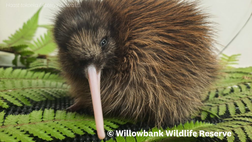 Apteryx Australis “Haast” Haast Tokoeka West Coast Wildlife Centre