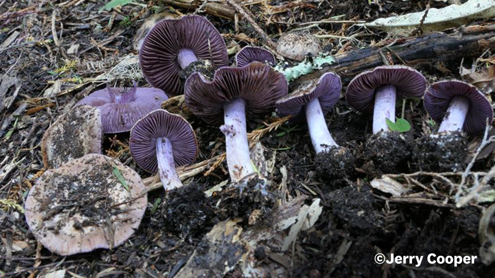 Cortinarius Minoscaurus. Photo Jerry Cooper Website Use Only