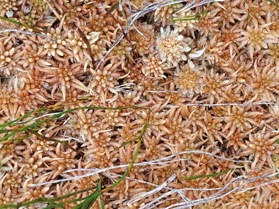 Sphagnum Moss, Tahakopa (2)