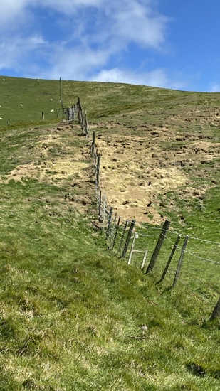 Damage From Rabbits On Farm IIMG E5533
