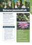 Banana Passionfruit Plant And Pest Fact Sheets A4 250813 Page 1