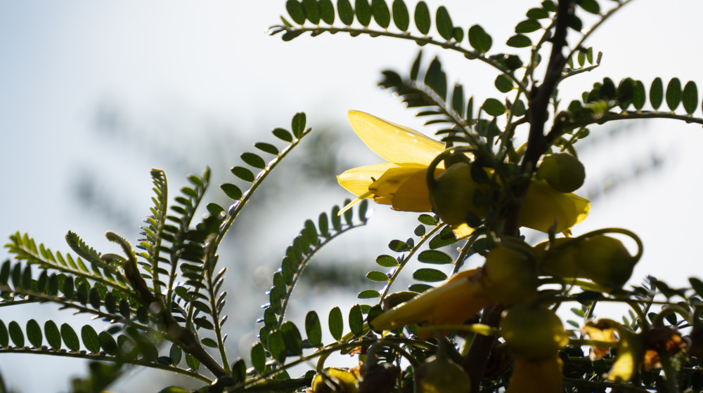 Kōwhai Flowers And Foliage Adobestock 782610190