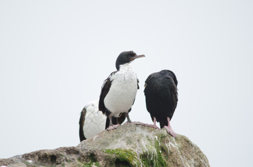 Otago shags Leucocarbo chalconotus. Pied morph to the left and bronze morph to the right. Islet next to Stewart Island