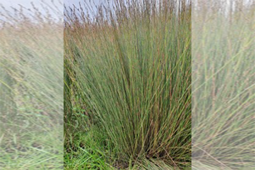 Oioi / jointed wire rush (apodasmia similis)