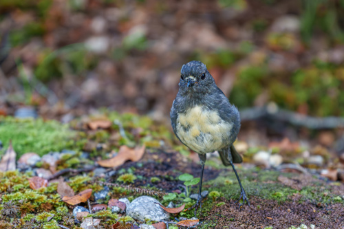 South Island robin (Petroica australis) found at the Pororari River Track