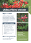 Chilean Flame Creeper Plant And Pest Fact Sheets A4 250813 Page 1 Cover