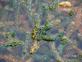 Lagarosiphon Major Tapnell Prospect Quarry Gtooney Iwnhas