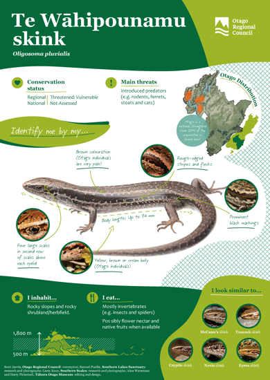 ORC Te Wāhipounamu Skink A4 2024 (1)