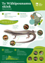 ORC Te Wāhipounamu Skink A4 2024 (1)