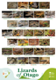 Lizards of Otago White Background Natural Boxed image