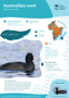Australian Coot Thumbnail