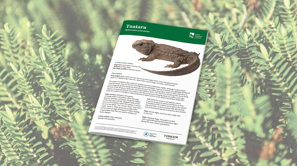 Tuatara Web Tile May 2025