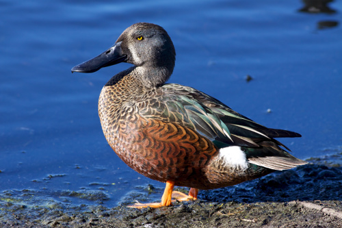 Australasian Shoveler Bird Anas Rhynchotis Duck Adobestock 25511898
