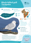 Black Billed Gull Tarāpuka Thumbnail