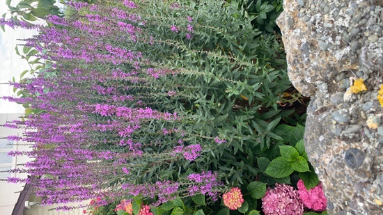 Purple Loosestrife Photo Kirk Robertson
