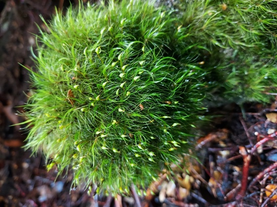 Dicranoloma Robusta. Photo Aimee Pritchard