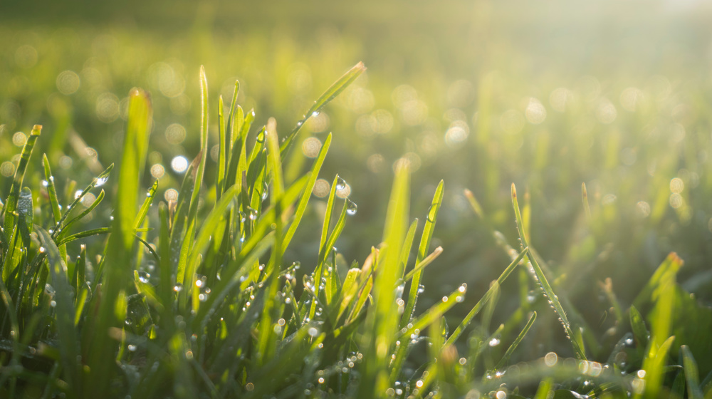 Fresh Water Drops On Green Medow Grass Backlit By Morning Sun Adobestock 364440161