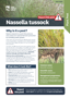 Nassella Tussock Plant And Pest Fact Sheets A4 250813 Cover Page 1