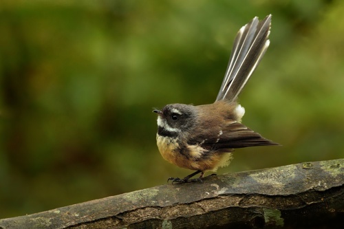 South Island Fantail Piwakawaka Rhipidura Fuliginosa Fuliginosa Adobestock 209840095