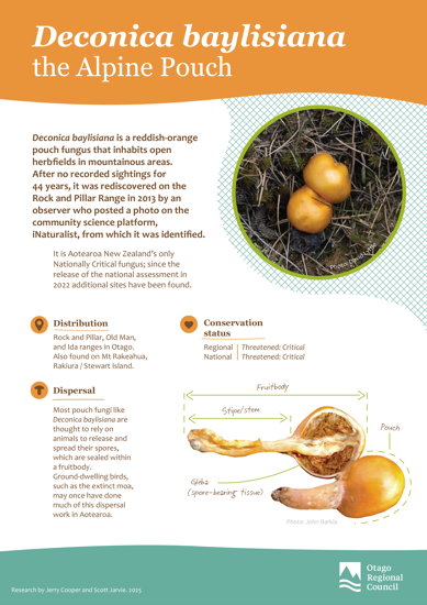 Fungi - deconica baylisiana  Alpine Pouch