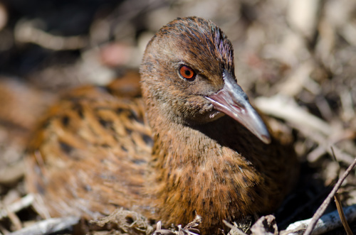 Steward Island Weka Gallirallus Australis Scotti Boulder Beach Ulva Island Rakiura National Park Bird Adobestock 410118902