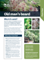 Old Man's Beard Plant And Pest Fact Sheets A4 250813 Cover Page 1