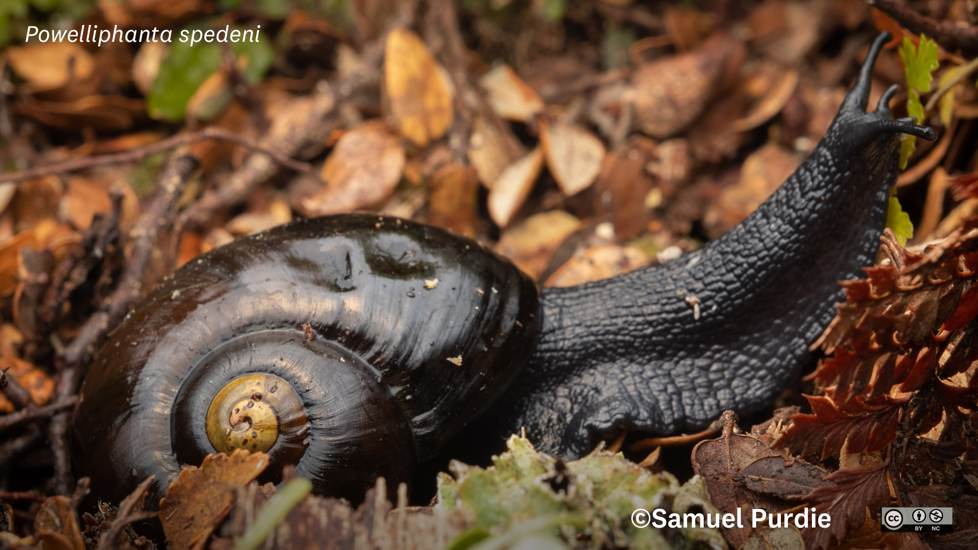 Powelliphanta Spedeni (C) Samuel Purdie Some Rights Reserved (CC BY NC) Inaturalist Carnivorous Snails