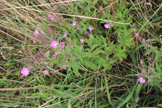 Great Willowherb Epilobium Hirsutum A Photo Trevor James