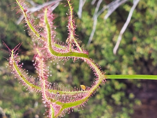 Fork Leaved Sundew, In Tahakopa Marshes